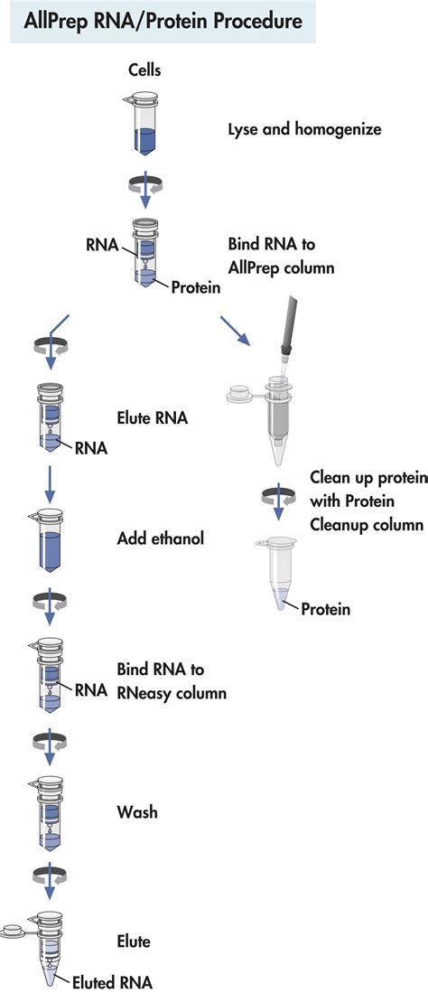 Allprep Rna Protein Kit