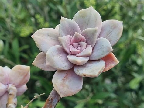 Graptopetalum Pentandrum Superbum Variegated