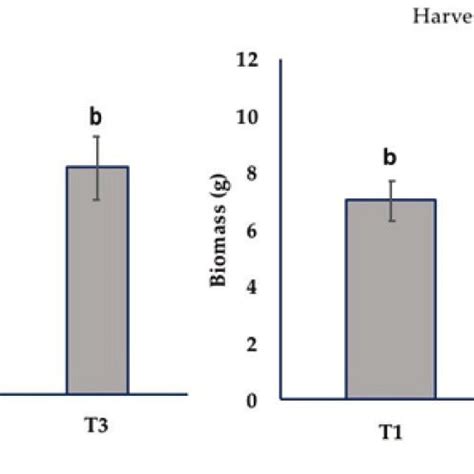 Growth in size (μm) of veliger larvae (left) and harvest of pediveliger ...