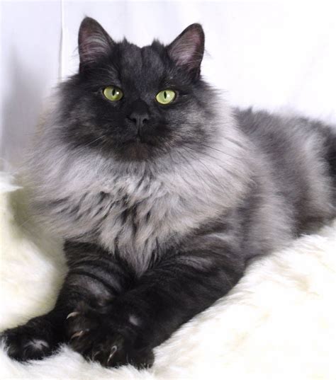 Smoke vs Bombay - Breed Comparison | MyCatBreeds