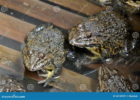 Frog stock image. Image of portrait, common, fauna, sitting - 34145991