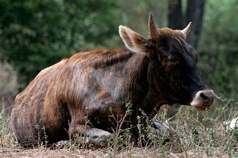 Striped Cows Stock Photos Pictures And Royalty Free Images Istock