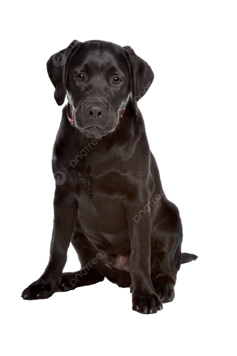 Canino De Raza Mixta Labrador Negro Png Dibujos Perro Canino