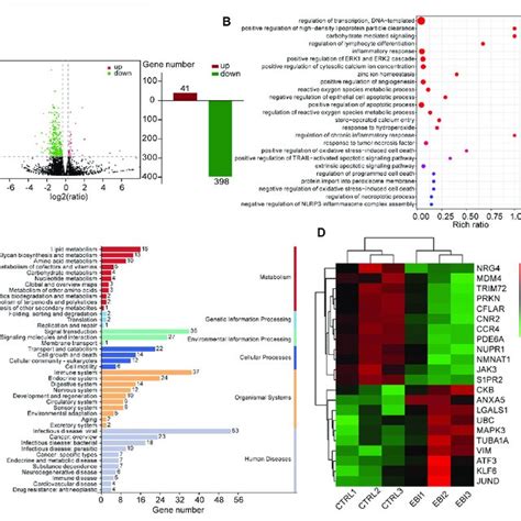 EBI Regulates The Expression Of Necroptosis Related Genes In SW620