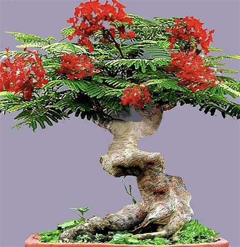 Royal Poinciana Bonsai: The stunning tree that makes a perfect bonsai