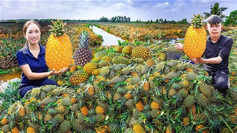 Harvesting Golden Pineapple Goes To The Market Sell Fold Decorative