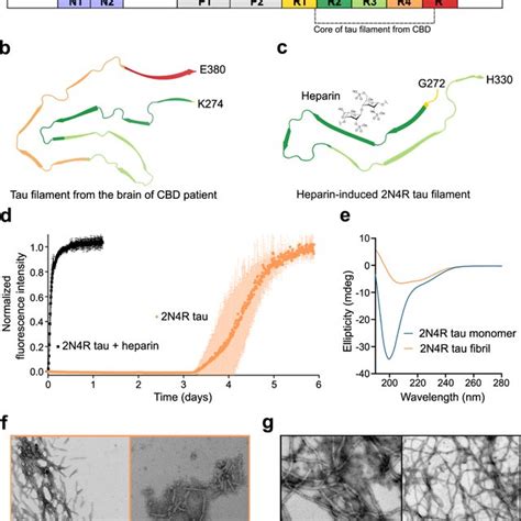 Seeding Activity Of Heparin Free Tau Fibrils A Aggregation Kinetics Of