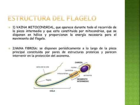 Cilios Y Flagelos Ppt