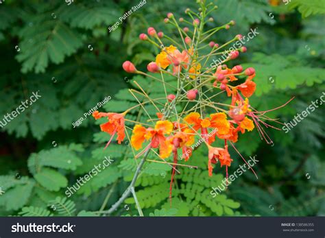 closeup gulmohar flowers stock photo  shutterstock