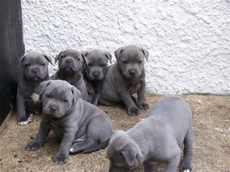 Where To Find Blue Staffordshire Bull Terrier Breeders