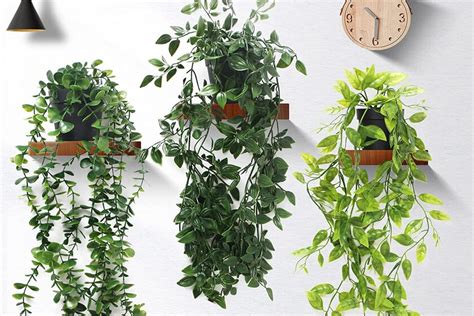 Nueve Plantas De Interior Colgantes Para Decorar Tu Casa Y Darle Un Toque Natural Sin Ocupar Espacio