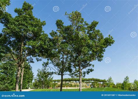 Beautiful Trees Of Possibly Mexican Hawthorn Crataegus Mexicana Common