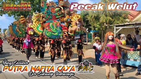 Pecak Welut Putra Nafita Caya Pnc Live Arak Arakan Singa Depok