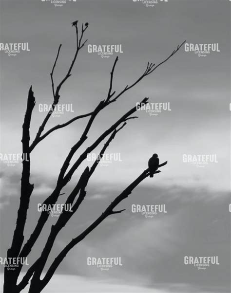 Hawk Silhouette - Grateful Art Licensing