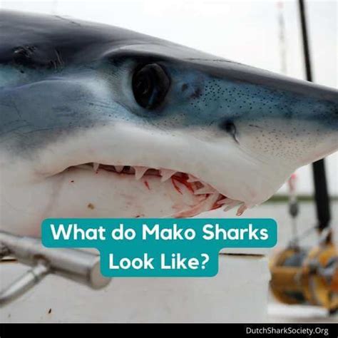 Mako Sharks Info And Facts - Dutch Shark Society