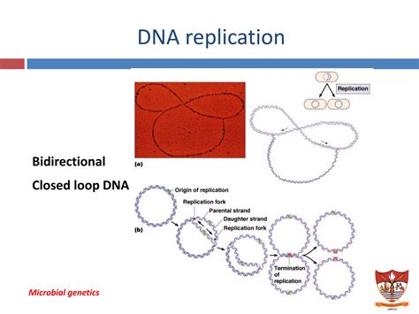 Microbial Genetics Ppt