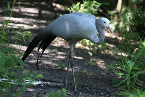 Blue Crane Bird stock image. Image of white, national - 13879083