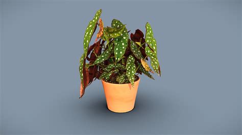 Begonia Maculata 3D Model By Lassi Kaukonen Thesidekick 2d5eb70