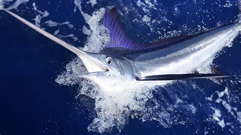 Baby Blue Marlin Fish