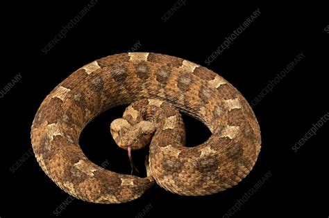 Horned viper - Stock Image - C059/4434 - Science Photo Library