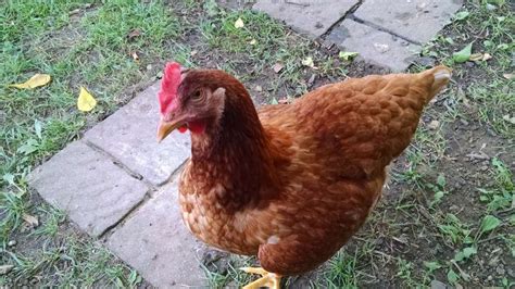 16 Types Of Hybrid Chicken Breeds