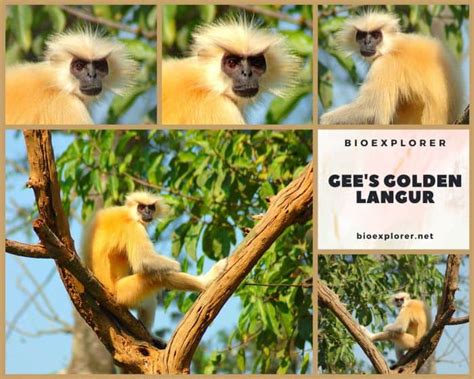 Gee's Golden Langur | Trachypithecus geei | Characteristics | Diet