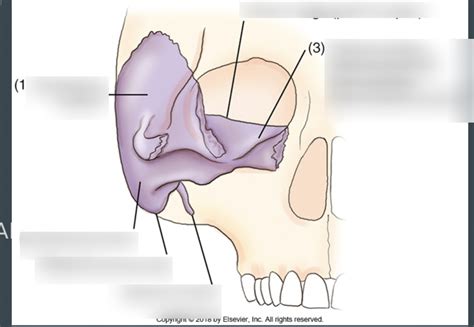 Temporal bone Anatomy Diagram | Quizlet