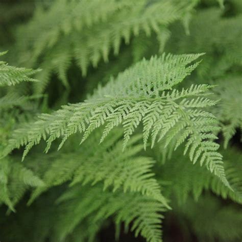 Athyrium Filix Femina Wietlica Samicza Ro Liny Od Ogrodnika Szk Ka