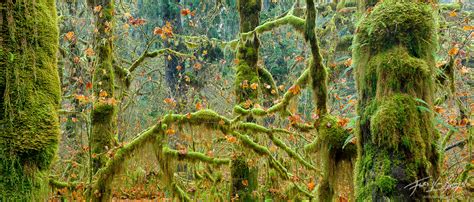 Rainforest Autumn | Olympic NP, WA | Art in Nature Photography