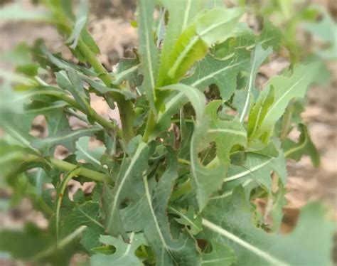 A Key Resource In Natural Remedies: The Ultimate Painkiller Is A Plant ...