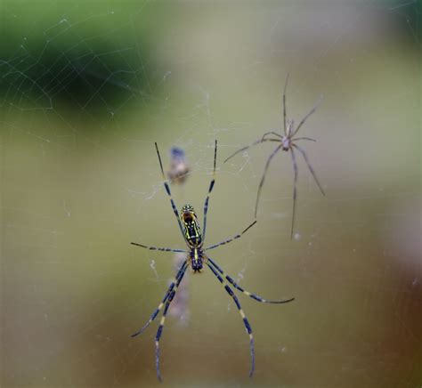 The Giant Joro Spider: How Big Are They And Why Are They Spreading? | IFLScience