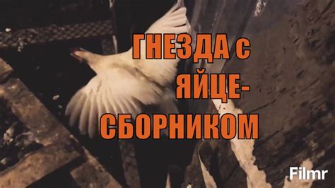 Как сделать СКАТНЫЕ ГНЕЗДА в курятнике, гнезда для кур с яйцесборником ...