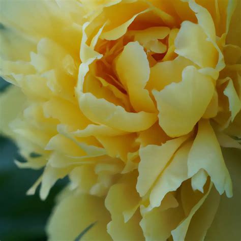 Honey Gold Peony The Sweetest Golden Bloom The Green Thumb