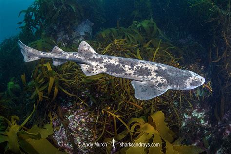 Australian Swellshark - Cephaloscyllium laticeps