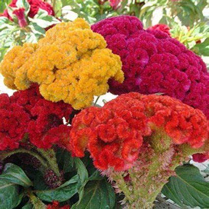 SeeKay Celosia Cristata Tall Mixed Appx 1000 Seeds 1 Gramme