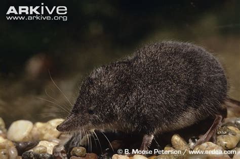 Sorex Pacificus