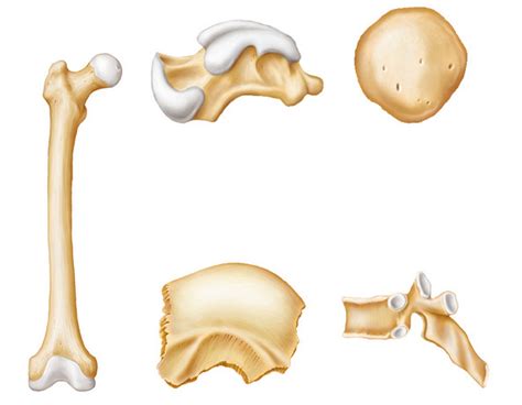 Types of Bones Diagram | Quizlet