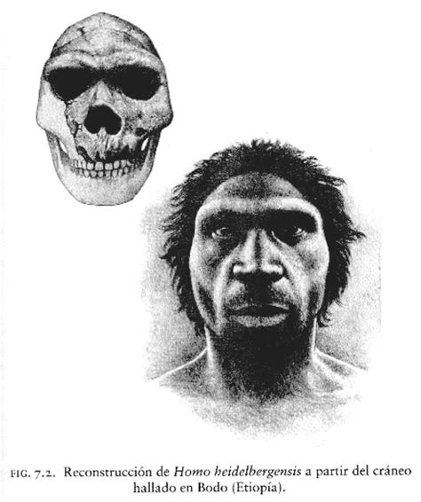 Homo Heidelbergensis