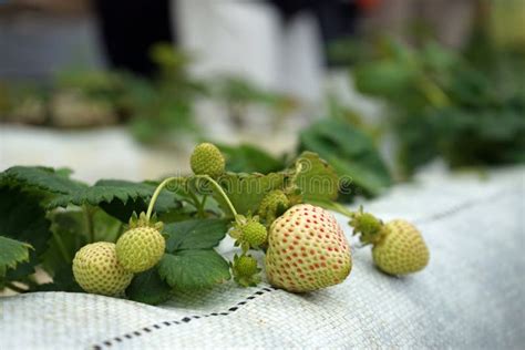 Strawberry Fruit in Greenhouse Production Stock Photo - Image of ...