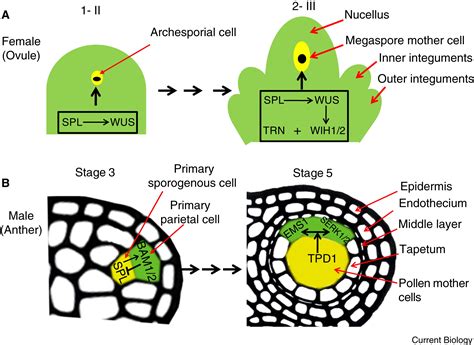 Development A Pathway To Plant Female Germ Cells Current Biology