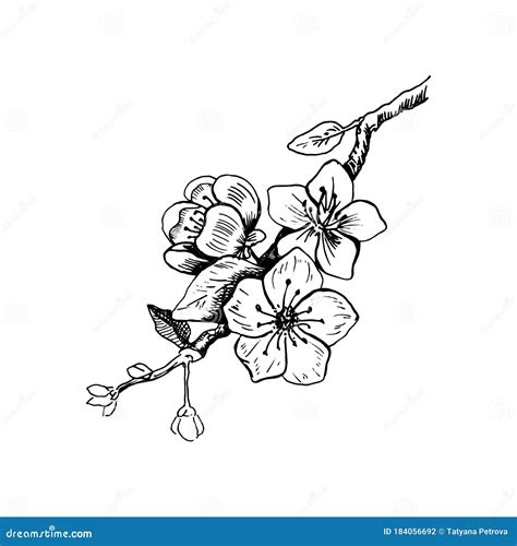 Cherry Blossom. Hand Drawn Vector Illustration in Sketch Style ...