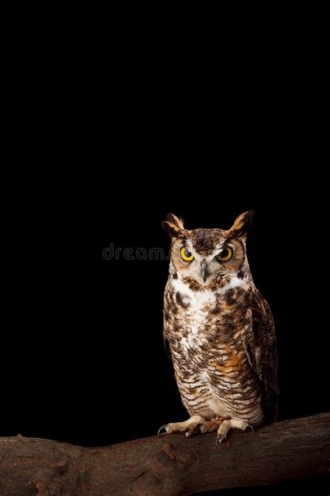 378 Great Horned Owl Black Background Stock Photos Free Royalty