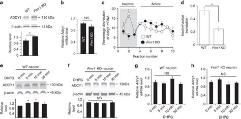 Enhanced Expression Of Adcy Underlies Aberrant Neuronal Signalling And