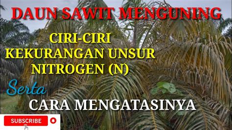 Ciri Ciri Tanaman Kelapa Sawit Kekurangan UNSUR Nitrogen Dan Cara