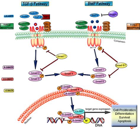 Figure From Role Of Tgf Signaling In Neurogenic Regions After Brain