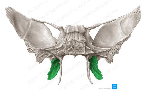 Lateral Plate Of Pterygoid Process Of Sphenoid Bone 4394 Kenhub