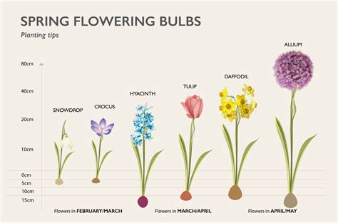 Guide To Autumn Bulb Planting Hillier Garden Centres