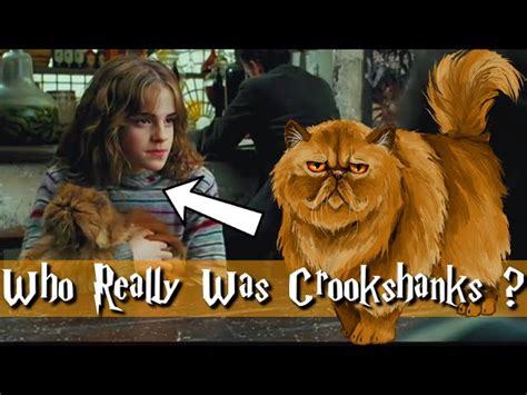 Crookshanks Cat