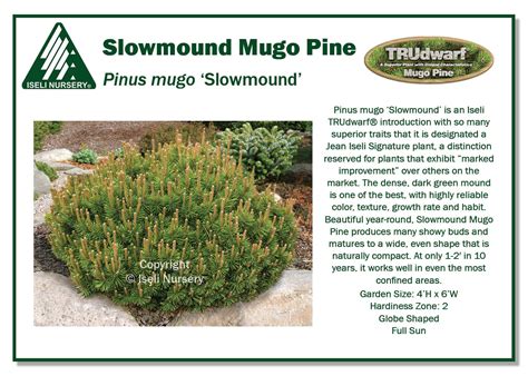 Pinus Mugo ‘slowmound Iseli Nursery