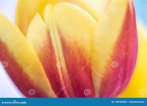 Cores Da Mola De Flores Da Tulipa Foto De Stock Imagem De Flores